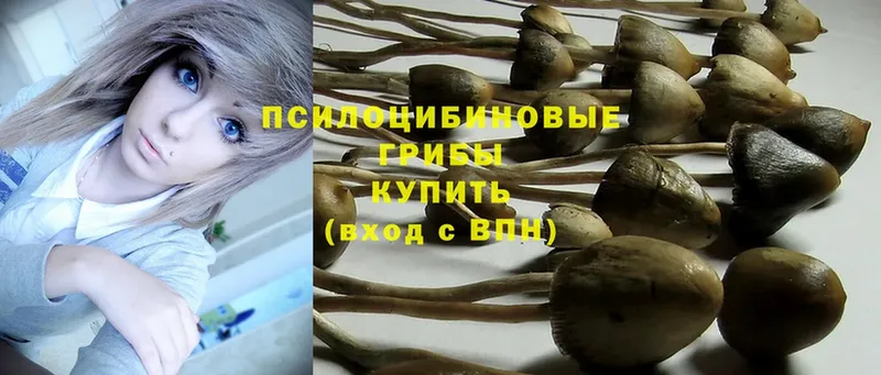 Галлюциногенные грибы Psilocybine cubensis  как найти закладки  Бронницы 